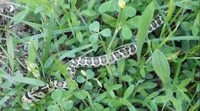 leopard ratsnake