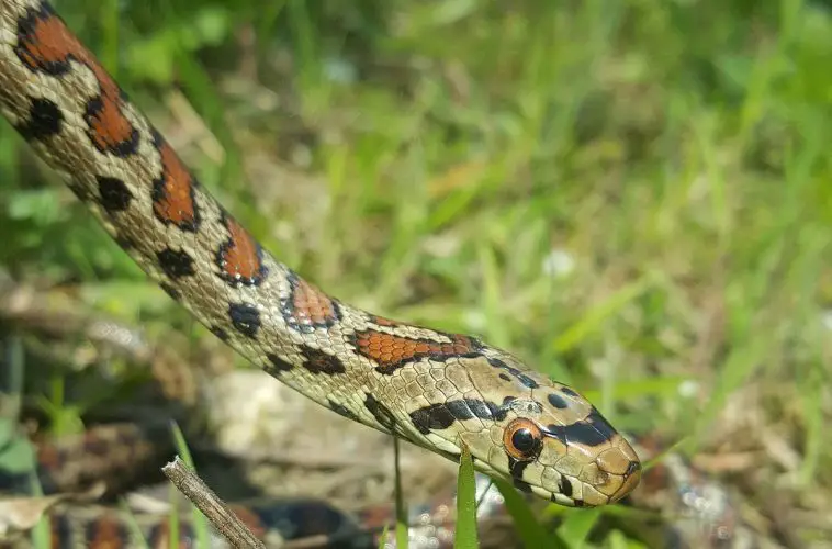 Leopard Ratsnake