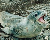 leopard seal