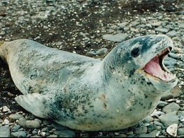 leopard seal