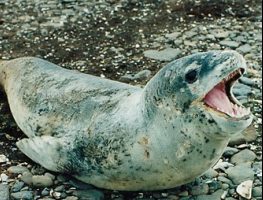 leopard seal