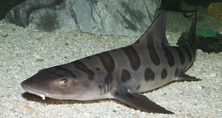 Leopard Shark (Triakis semifasciata)