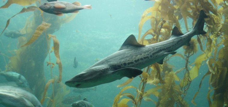 Leopard Shark (Triakis semifasciata)