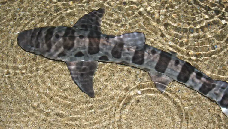 Leopard Shark (Triakis semifasciata)