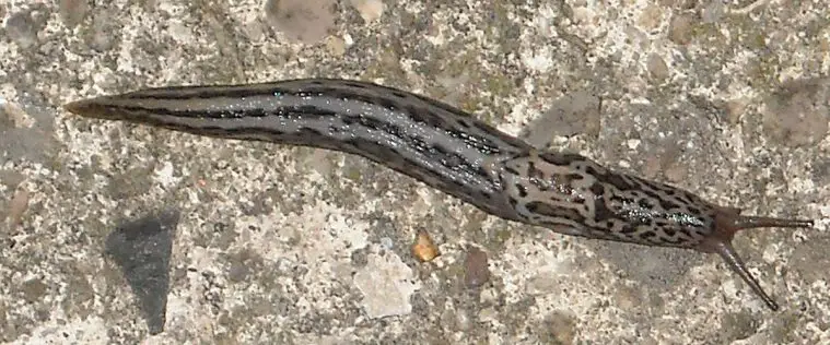 Leopard Slug (Limax maximus)