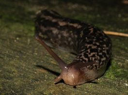 leopard slug