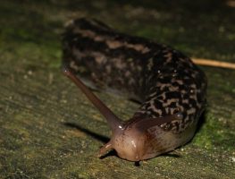 leopard slug