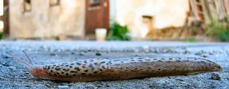 Leopard Slug (Limax maximus)