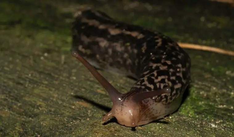 Leopard Slug (Limax maximus)
