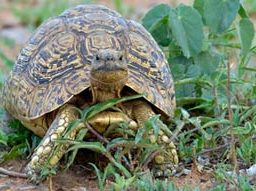 Leopard tortoise