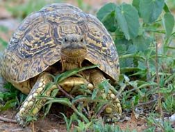 Leopard tortoise