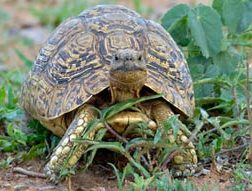 Leopard tortoise
