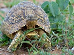 Leopard tortoise