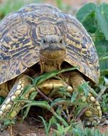 Leopard tortoise