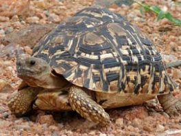 Leopard tortoise