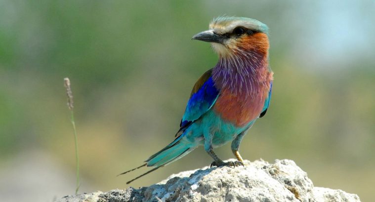 Lilac-Breasted Roller (Coracias caudatus)