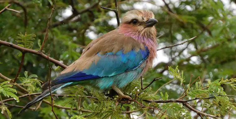 Lilac-Breasted Roller (Coracias caudatus)