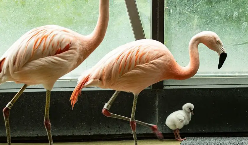 Lincoln Park Zoo Baby Boom