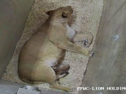 Lincoln Park Zoo Lion Cubs