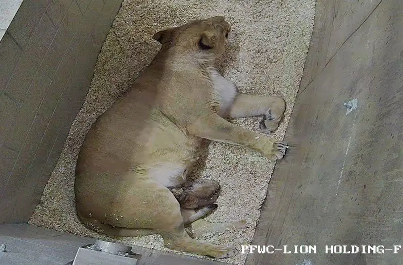 Lincoln Park Zoo Lion Cubs