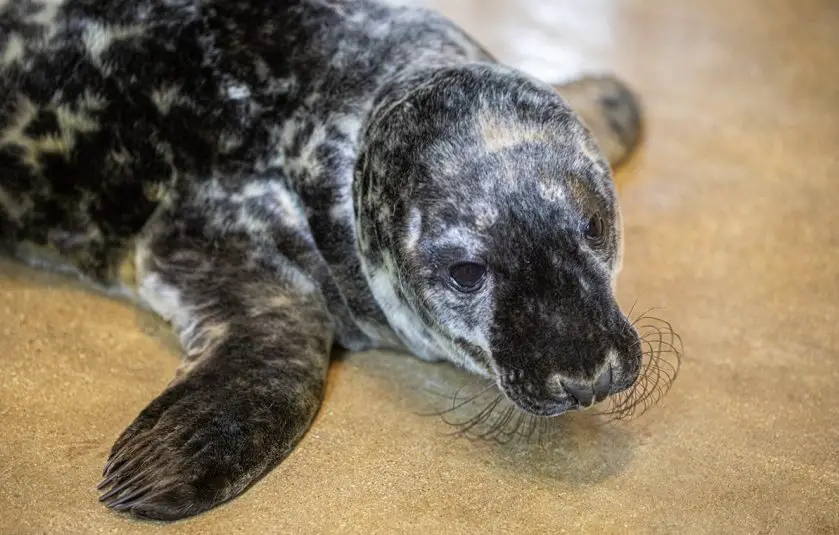 Lincoln Park Zoo Gray Seal Pup
