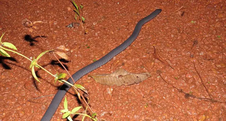 Linnaeus Caecilian (Caecilia tentaculata)