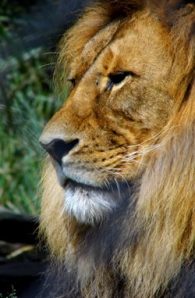 lion