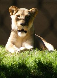 African lion