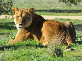 african lion quiz
