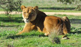 african lion quiz