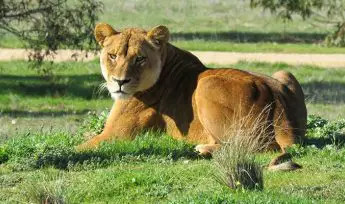african lion quiz