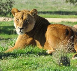 african lion quiz