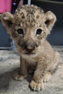 lion cub singapore zoo