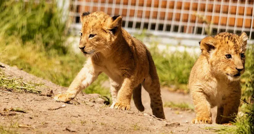 Taronga Zoo African Lion Cubs