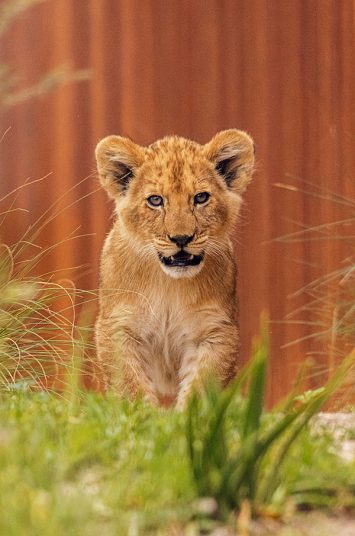 Lion Cubs Taronga Zoo