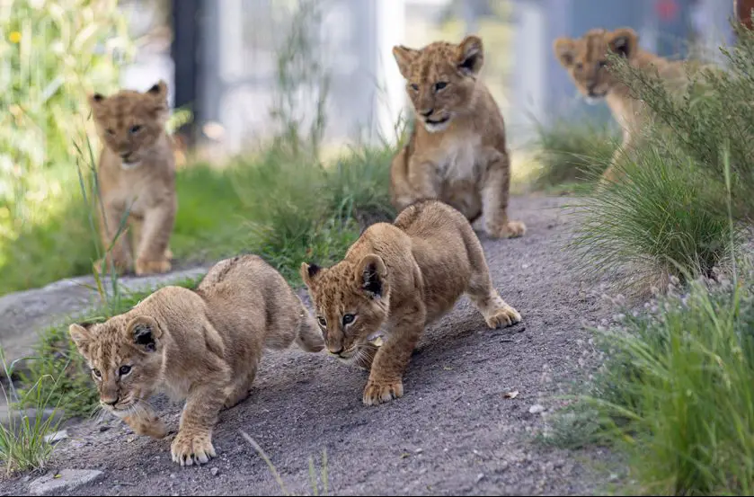 Lion Cubs Taronga Zoo