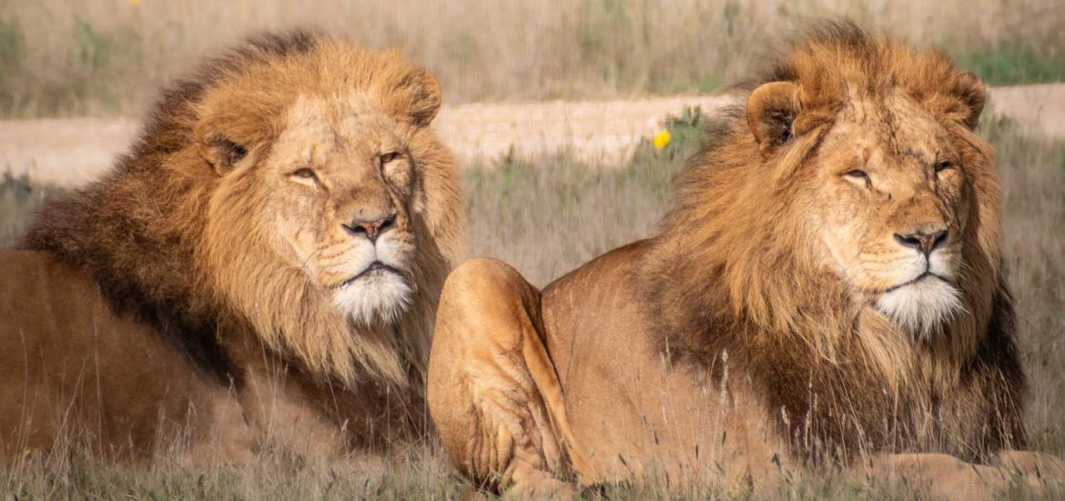 World Lion Day at Zoos SA