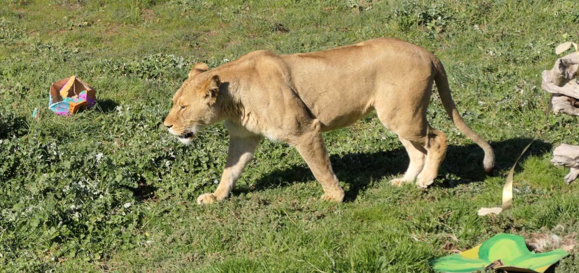 World Lion Day at Zoos SA