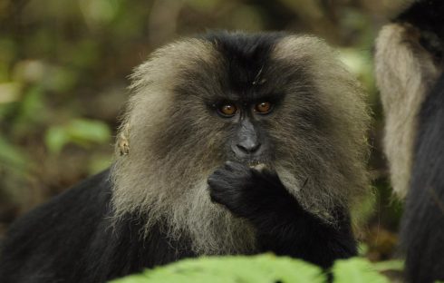 lion tailed macaque