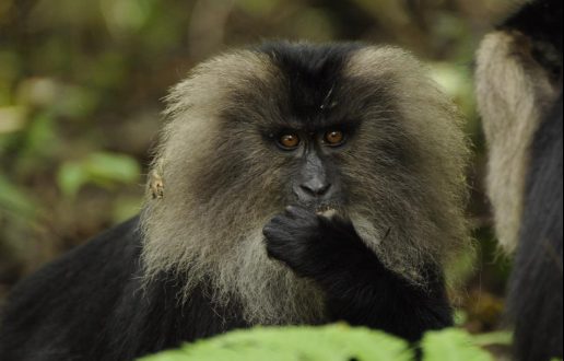 Lion-Tailed Macaque | The Animal Facts | Appearance, Diet, Habitat