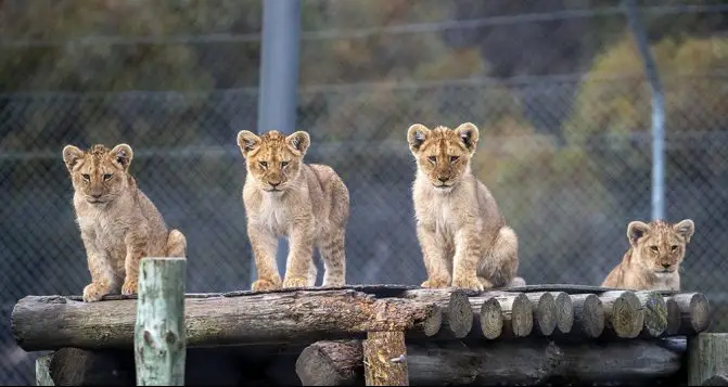 lion cubs monarto safari park