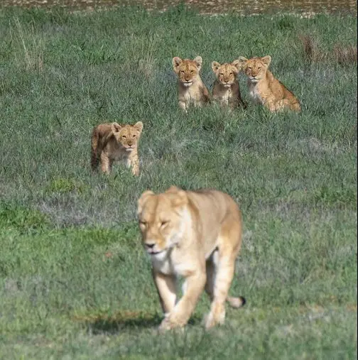 monarto safari park lion cubs