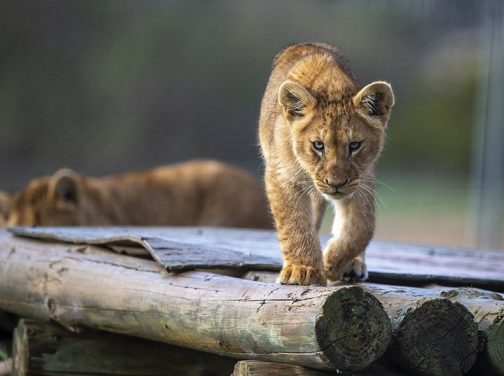 monarto safari park lion cubs