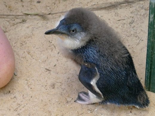 Little Penguins Zoos SA