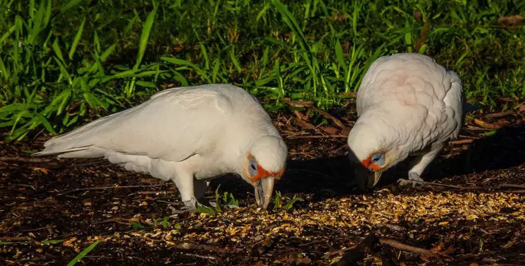 Long-billed corella