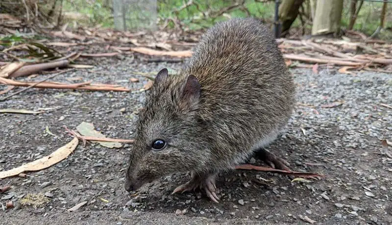 long nosed potoroo