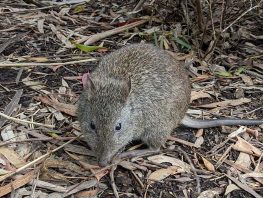 long nosed potoroo
