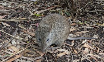 long nosed potoroo