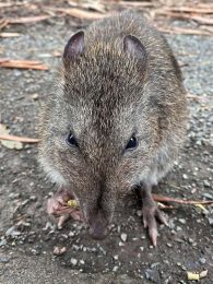 long nosed potoroo