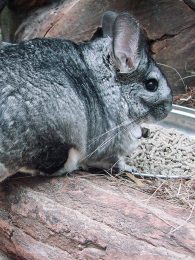 long-tailed chinchilla